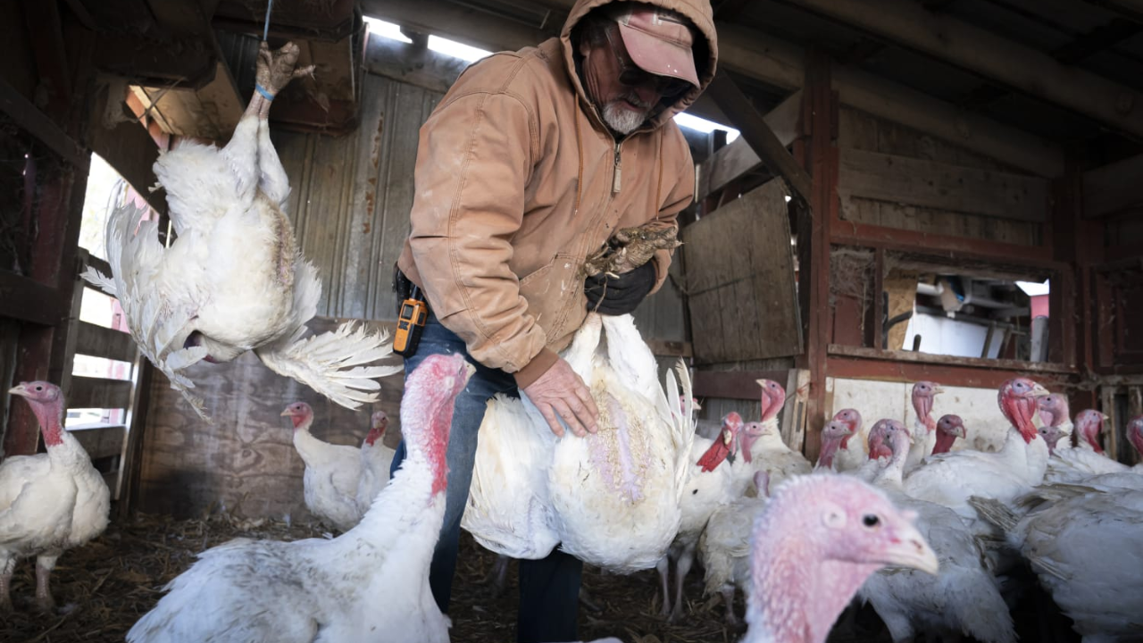 Avian Flu Has Destroyed Chicken Farms and Egg Sector in Petaluma, California!